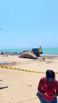 Baleia jubarte é achada morta na orla da Ponta Verde, em Maceió.