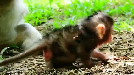 P5-Summary of the animation of the young Lizza monkey in the fight to survive with the herds