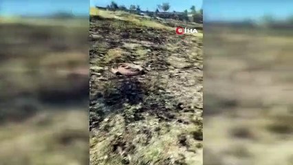 'Çocukluk hayalim' dediği fidanlar yanmasın diye hayatını kaybetti