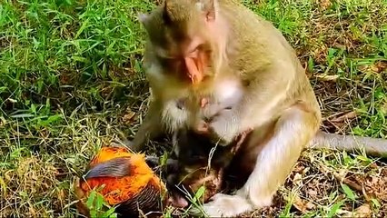 P3-Summary of the animation of the young Lizza monkey in the fight to survive with the herds