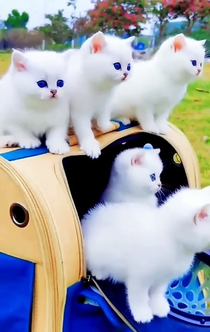 Little white cat sale