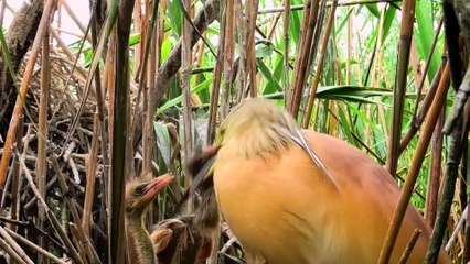 Tisza-tó: A Múlt és Jövő Találkozása - Official Trailer 2023