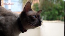 Mesmerizing Moments with Adorable Cats 
