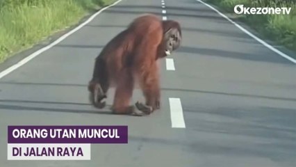 Orang Utan Muncul di Jalan Raya, Diduga Habitat Tergusur Perkebunan Sawit