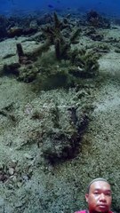 Karang Bergerak ❌ ikan Bergerak ✔️.