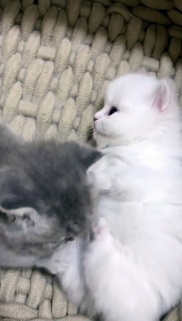 ⁣Funny Pets | funny cat videos | cute animals