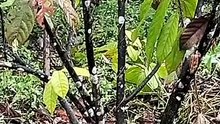 Cacao Pruning in Cacao Farm
