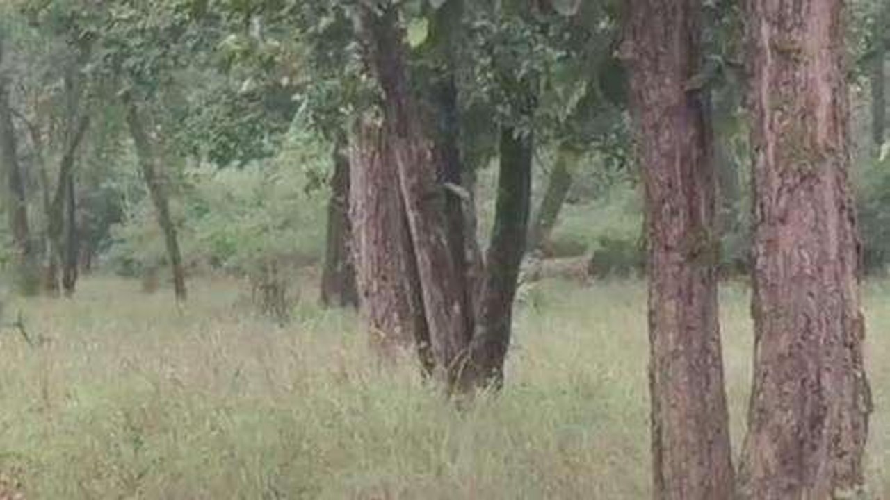 बांधवगढ़ टाइगर रिजर्व में वन प्राणी संरक्षण सप्ताह का आयोजन शुरू,जाने उद्देश्य