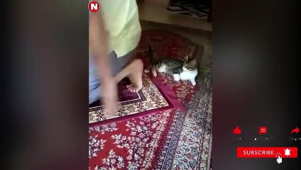 Funniest Cats Videos, The Siliest, Cutest And Funniest Cats 6