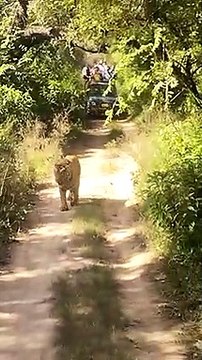 Sariska Sanctuary opened for tourists