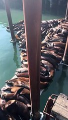 Les lions de mer se pressent sur le quai pour la sieste
