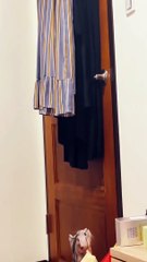 Cat Knows How To Open The Door