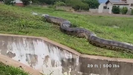 5 Snakes that Can Eat a Human