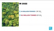 Climate change: French carbon sinks absorbing less greenhouse gas than expected