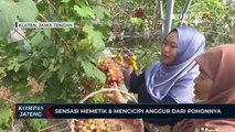 Sensasi Memetik & Mencicipi Anggur dari Pohonnya