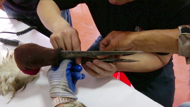 Endangered bird that broke its beak released into the wild - with new custom-made beak