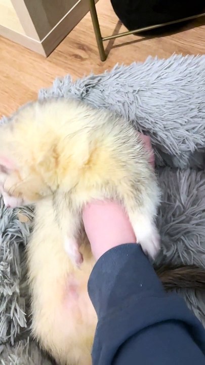 Sleepy Ferret Is Floppy