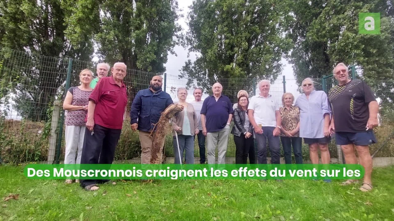 Mouscron : des peupliers envahissants et dangereux à la frontière