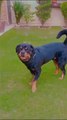 Rottweiler Cuteness Overloaded | Rottweiler Dog | #ytshorts #rottweiler #viralvideo