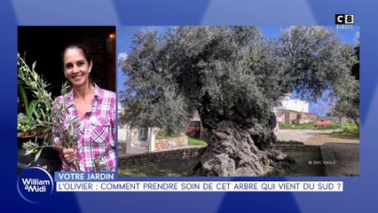 Votre jardin : L'olivier, comment prendre soin de cet arbre qui vient du sud ?