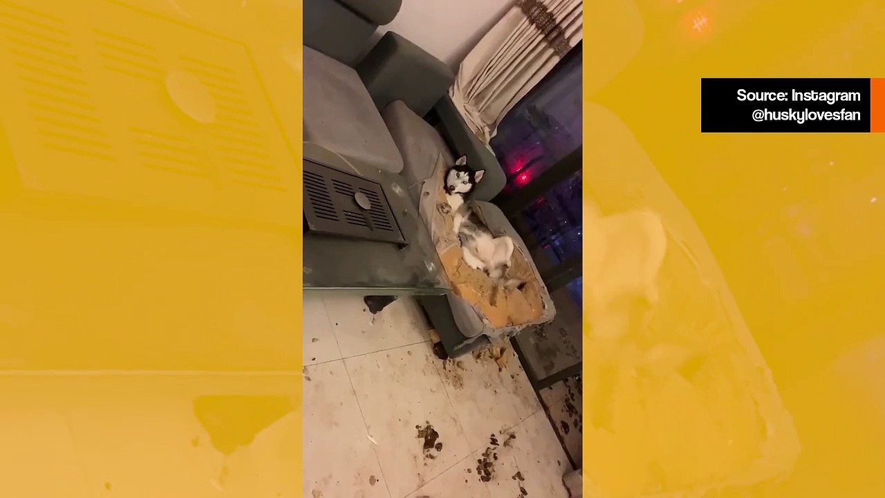 Hilarisches Video: Während der Abwesenheit der Besitzer 'explodiert' das Sofa und der Husky behauptet, unschuldig zu sein