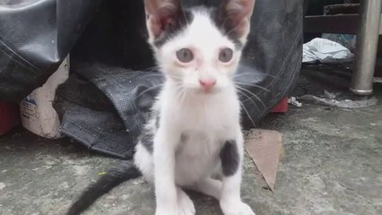 Kitten SAW IT Then PANIC Ensues  Cats Cat Videos