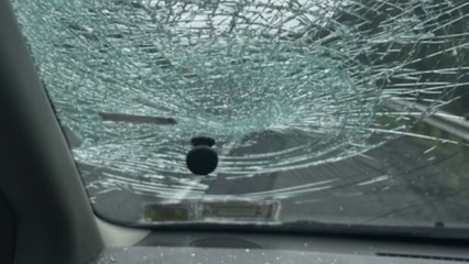 Traveling family BAFFLED after audacious turkey flies into their windshield