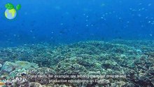 Exploring the Wonders of Marine Biology (3 Minutes Microlearning)