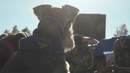 Mai cosi tanti cani per un film, proiezione da guinness a Los Angeles