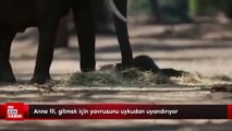 Anne fil, gitmek için yavrusunu uykudan uyandırıyor