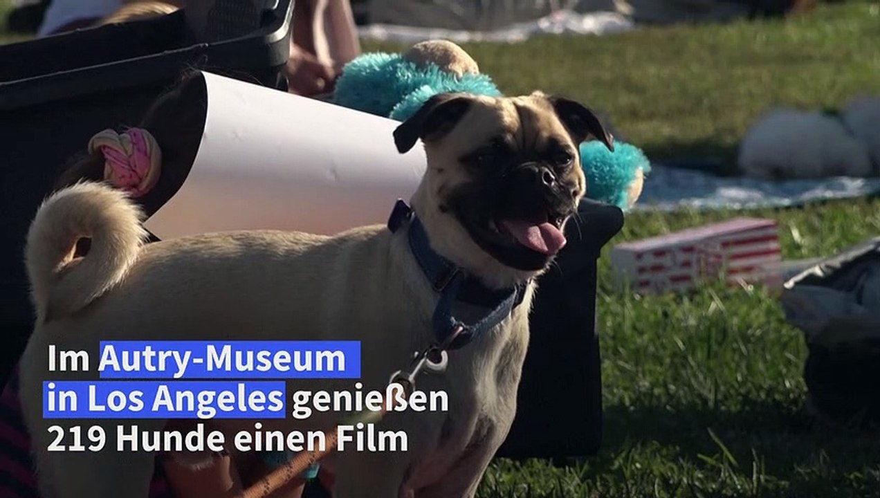 Weltrekord! 219 Hunde bei Filmvorführung in Los Angeles