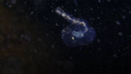 Des scientifiques découvrent le virus le plus profond du monde dans la fosse des Mariannes