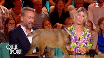 Zapping du 25/09 : un chien perturbe le talk-show de Léa Salamé