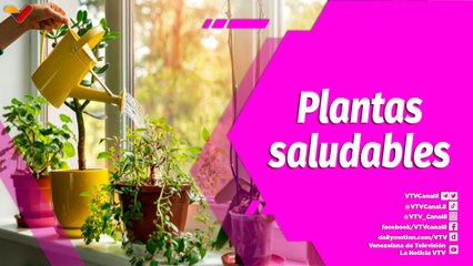 Buena Vibra | Descubre lo que debes saber sobre el cuidado de las plantas