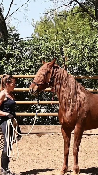 Le combat de Maéva pour préserver les Mustangs centre équestre des 3 Fers à Saint-Raphaël