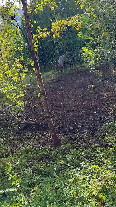 Rescuing A Reindeer In The Wilderness