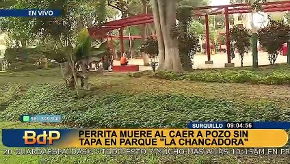 Abandono municipal en Surquillo: perrita muere tras caer en buzón sin tapa en parque 'La Chancadora'