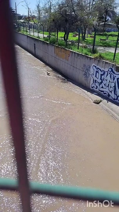 Man Saves Dog From Stream