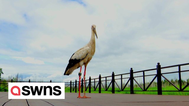 Endangered bird that broke its beak released into the wild - with new custom-made beak