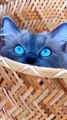 Beautiful Blue Eye Cat | 4K Nature Video | Beautiful Nature Video