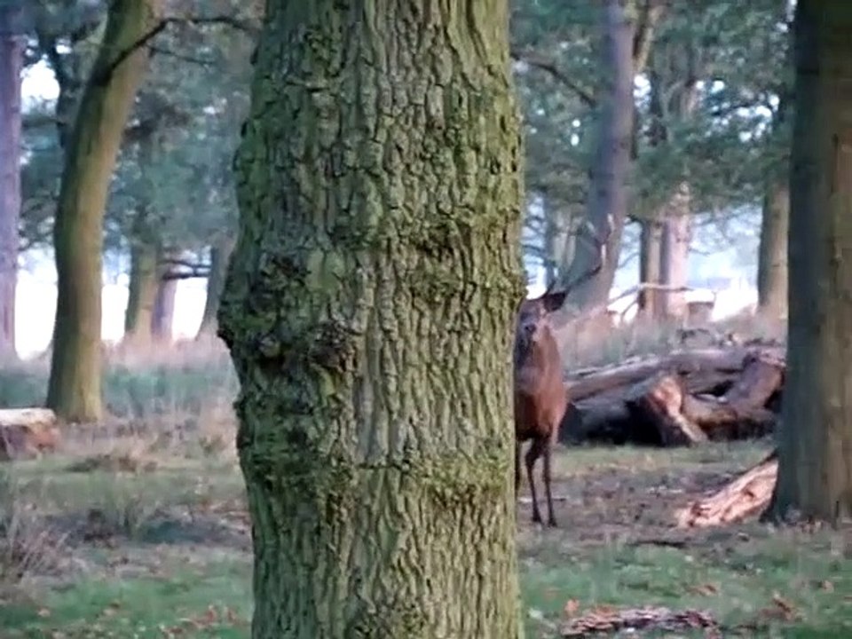Il croise le roi de la forêt... Moment magique
