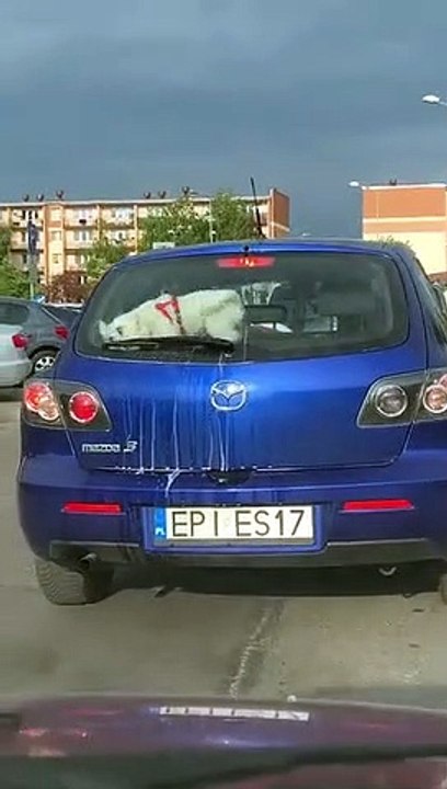Ce chien chasse l'essuie-glace de la voiture