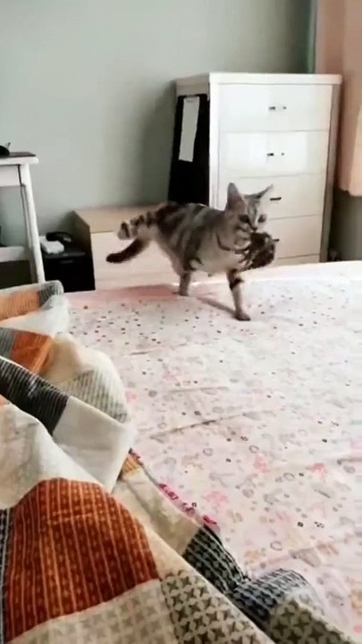 Ce chat a trouvé l'endroit le plus sûr pour cacher ses chatons