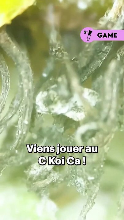 Devine ce qu’on te montre au microscope ! Donne nous ta réponse dans les commentaires, indice : il y en a des rouges des jaunes des vertes ...