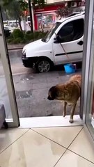 Yağmurdan sakınan canlara kapısını açan esnaf 