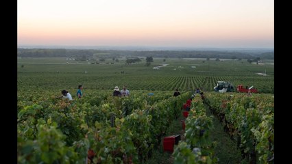 VIDEO:  Dans les vignes, la politique de l’UE manque d’ambition climatique