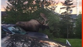 Large Moose Strolls Through Alaska Parking Lot