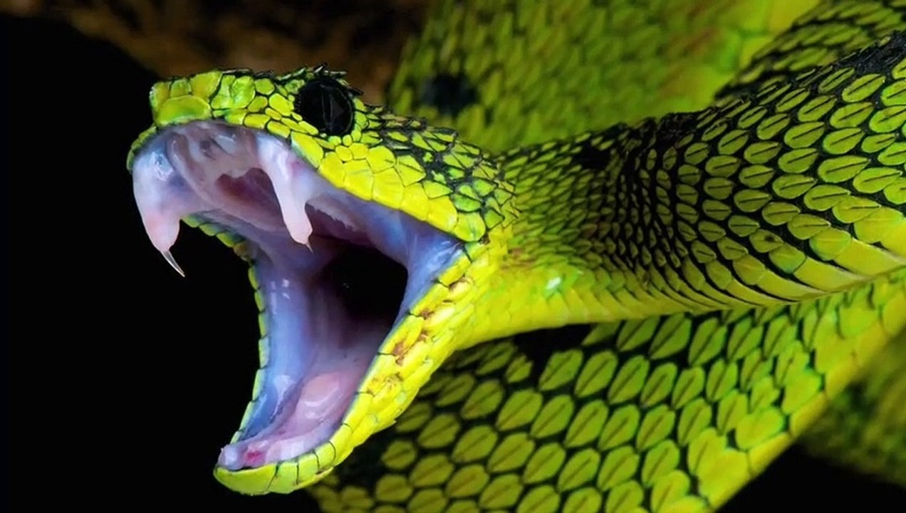Adult Snake vs Baby Snake | Which One is MORE DANGEROUS?