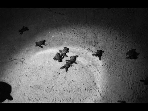 VIDEO: Une année exceptionnelle pour les tortues marines en Méditerranée