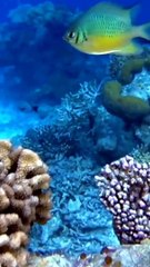 Terumbu Karang Adalah Makhluk Hidup: